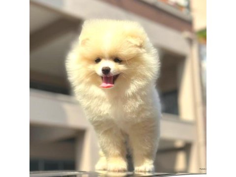 Pomeranian boo dünyası
