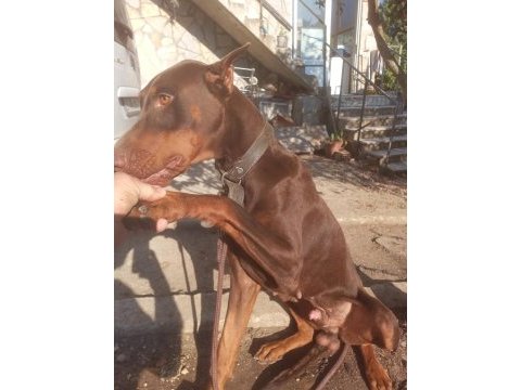 Safkan european kızıl doberman yavru