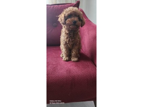 Toy poodle
