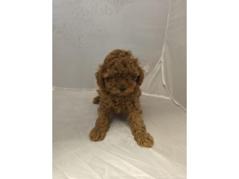 2 erkek 1 dişi toy poodle izmir