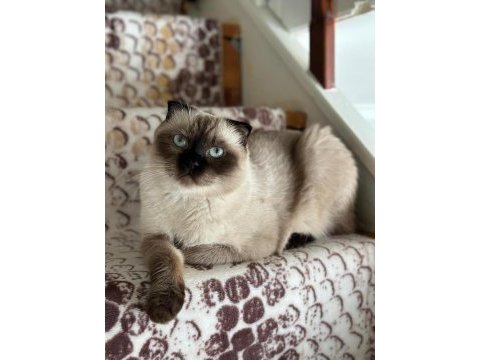 2 yaşında scottish fold ücretsiz