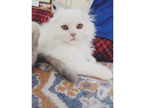 2.5 aylık british longhair
