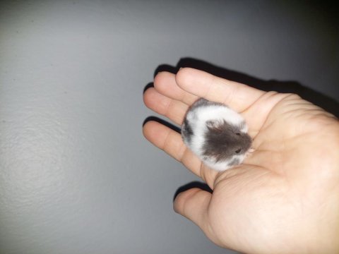 Gonzales hamster (campbell)