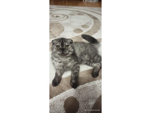 Dünya tatlısı scottish fold kızımız yeni yuvasını arıyor