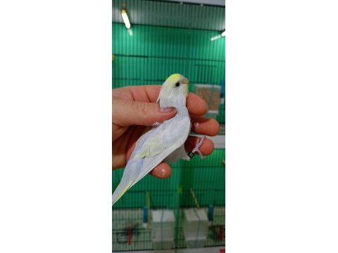 Rainbow muhabbet kuşu yavruları