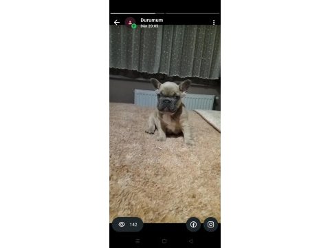 Mavi gözlü french bulldog yavrularımız