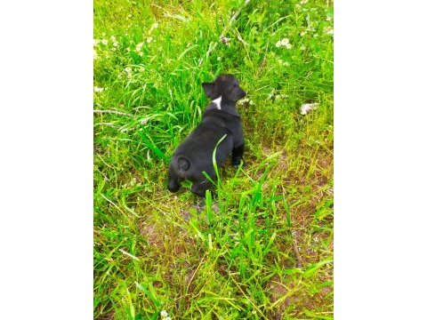 Anatomi harikası french bulldog