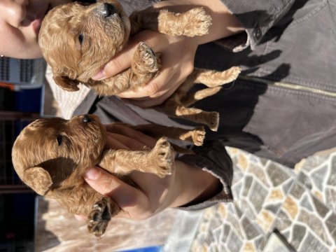 Red brown toy poodle yavrularımız