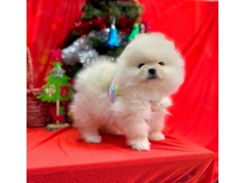 Pomeranian ayı surat yavrular