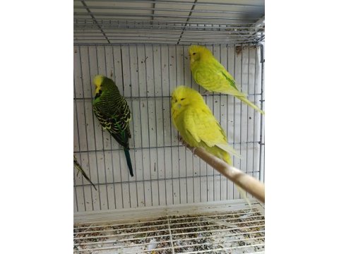 Jumbo muhabbet kuşları