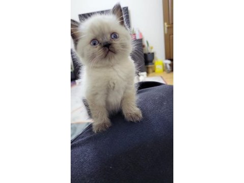 Blue point british shorthair bebekler