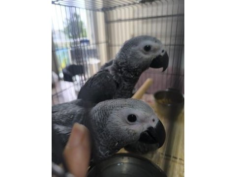 Bebek jako papağanlar