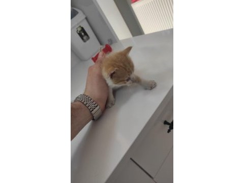 1 aylık minicik bebiş kediler tamamen ücretsiz