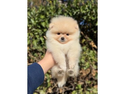 2 aylık oyuncu pomeranian