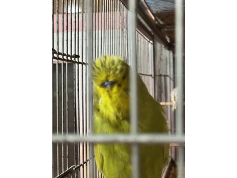 Show jumbo muhabbet kuşu yavrular ve takımlar
