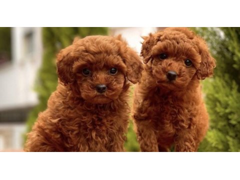 Irk ve sağlık garantili toy poodle bebekler