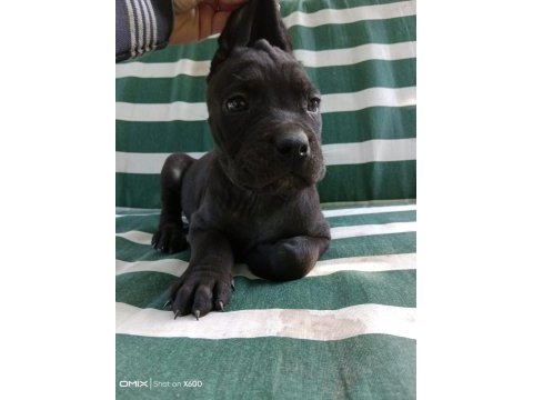 Cane corso köpeğimiz