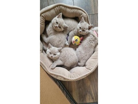 Sabırsızlıkla beklenen fawn lilac biritish bebekler