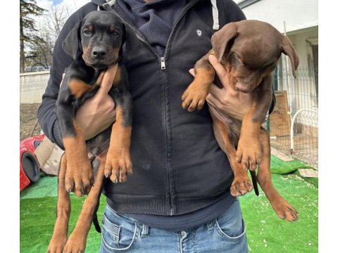 Safkan doberman anne ve babadan safkan yavrular