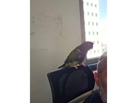 Full evcil patagonya konur (bebek gibi sevdirir)