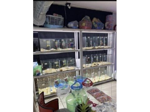 Hamster dair herşey antalya hamster çiftliği (bfa)