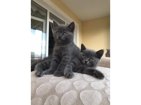 50 günlük british shorthair
