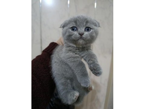 En güzel scottish fold yavrular biziz