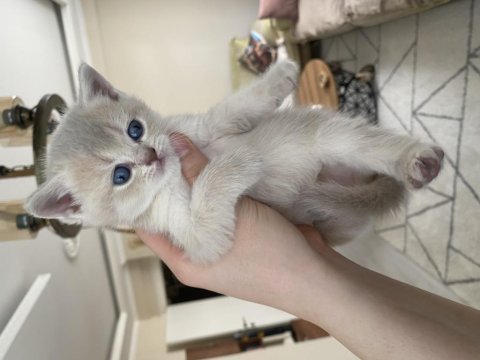 Safkan british shorthair golden yavrular
