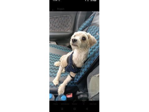 Bichon frise anne toy poodle baba kırması
