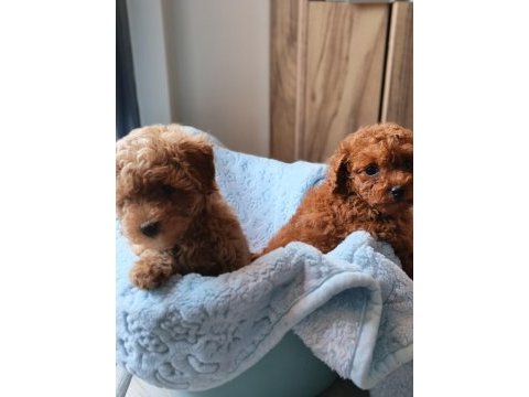 Ev üretimi poodle bebekler