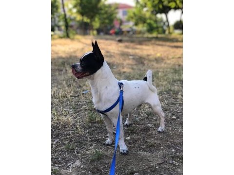 Chihuahua 1 yaşında ev eğitimli çipli