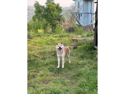 Safkan şecereli akita inu