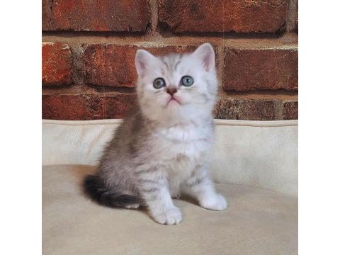 Saf kan british shorthair silver
