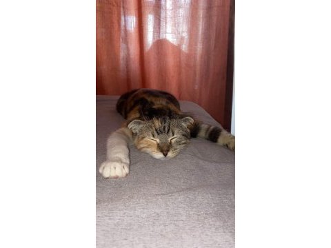 8 aylık güzellik kediye yuva arıyoruz