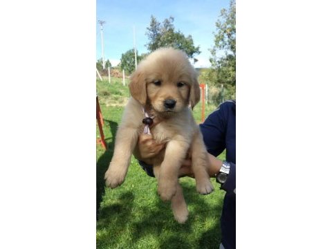 Golden retriever yavruları
