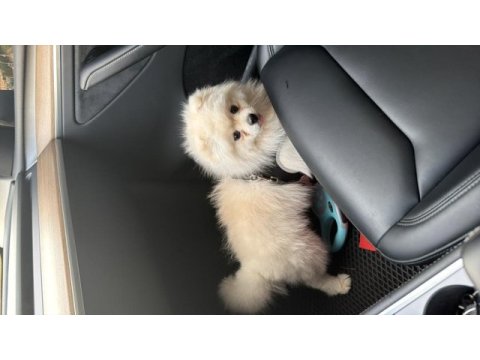 9 aylık pomeranian satılık