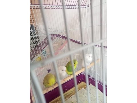 Jumbo muhabbet kuşu yavrular