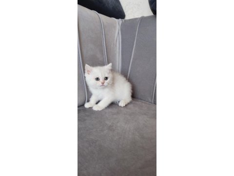 British shorthair prenses