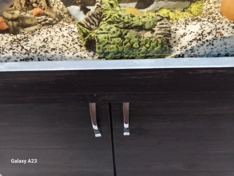 Orta boylu akvaryum