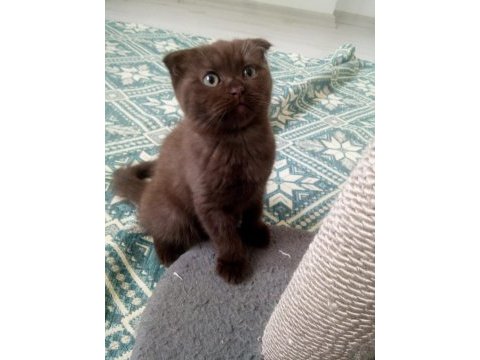 Chocolate point scottish fold