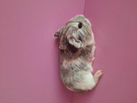 Safkan sheltie ginepig yavrular