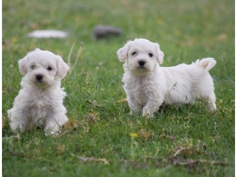 0 boy erkek maltese terrier yavrularımız