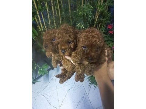 Kore poodle yavrular