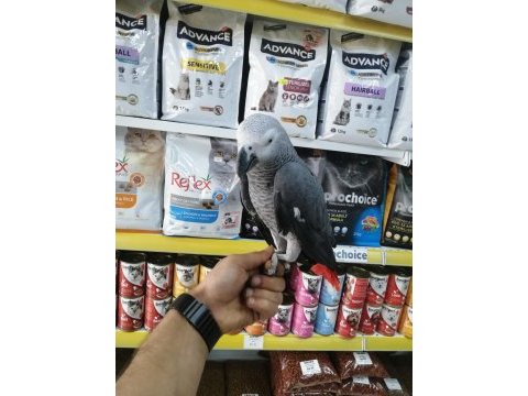 2 yaşında ele alışkın jako papağanı