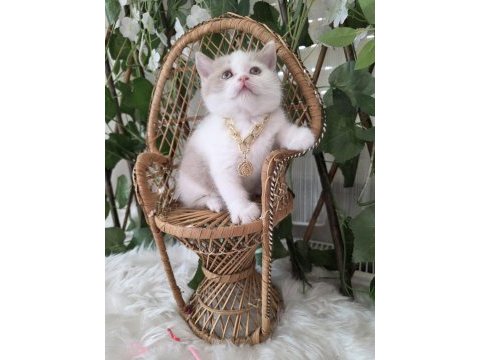Nadir bulunan renklerden fawn bi color british