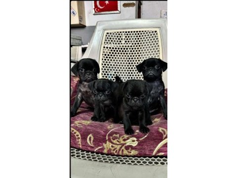 Eğitimli yavru pug