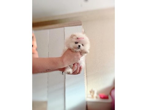 Mikro cep boy dişi pomeranian boo