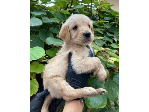 Golden retriever annesi gümüş kendisi pırlanta