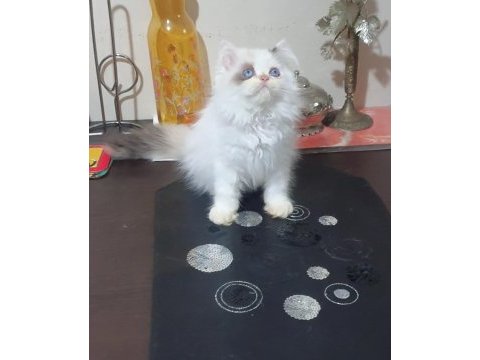 Safkan iran persian