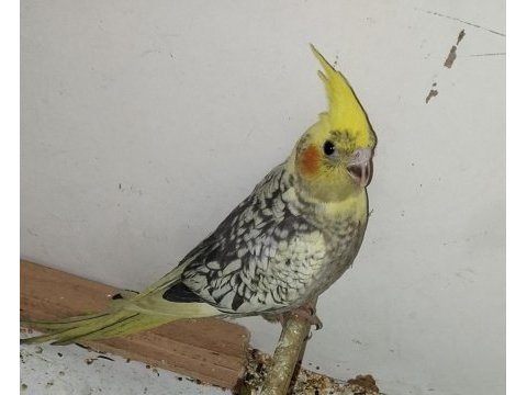 Sultan papağanı sağlıklı